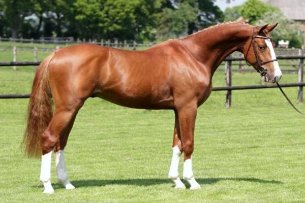 Warmblood Holandés