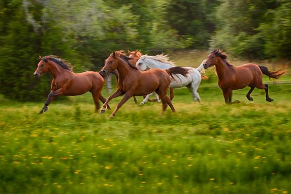 Naturaleza del caballo de galope