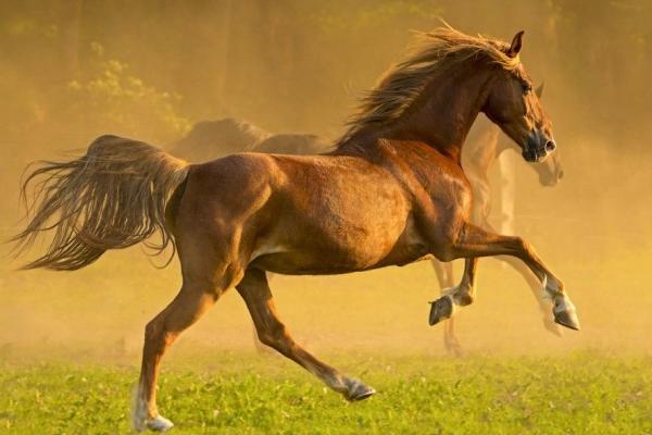 Características del caballo de galope