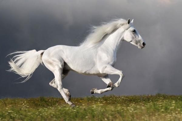 Nombres de caballos de galope