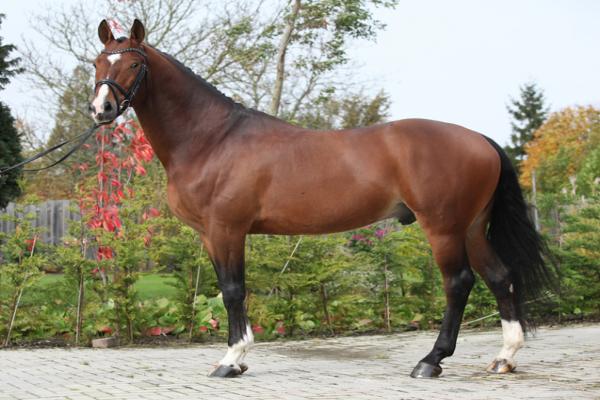 Warmblood holandés