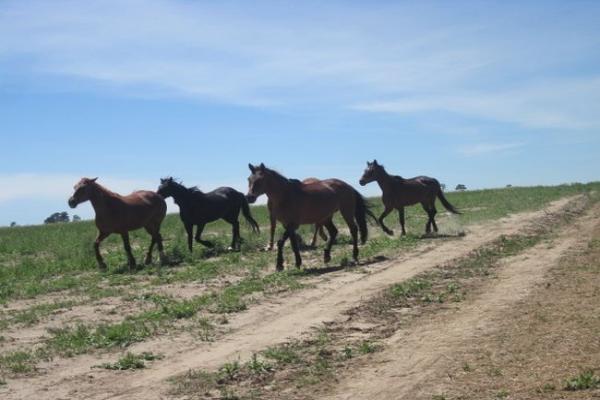 Caballos libres en la naturaleza