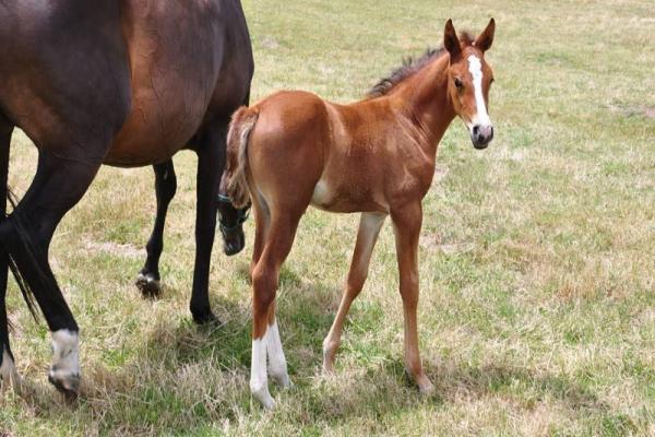 Warmblood holandés