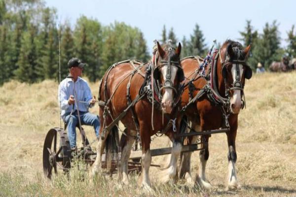 El salto de caballo más alto de la historia