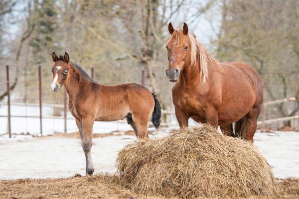 Como alimentar un caballo de competencia