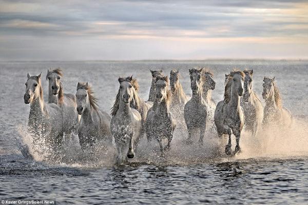 Caballo de las marismas