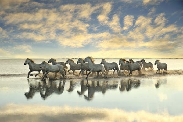 El salto de caballo más alto de la historia