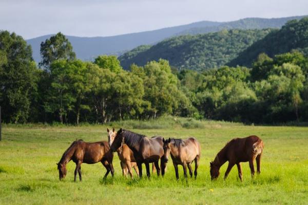 Importancia del pastoreo en los caballos 