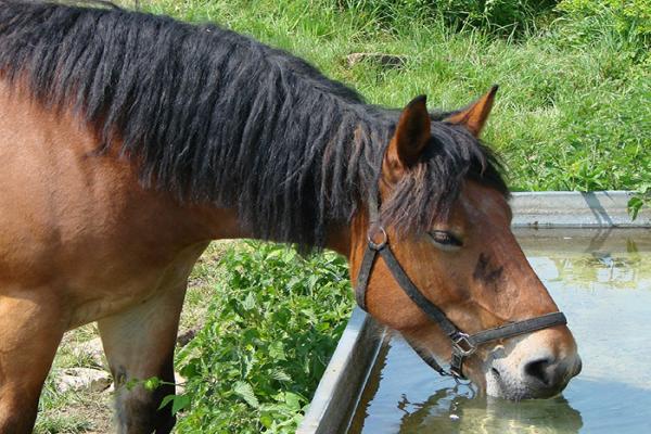 La alimentación en los caballos de competencia