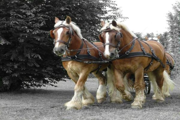 Los mejores caballos de tiro