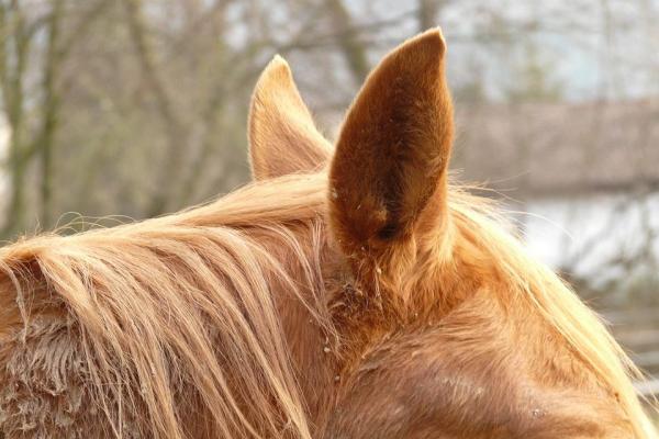 Movimiento de las orejas del caballo