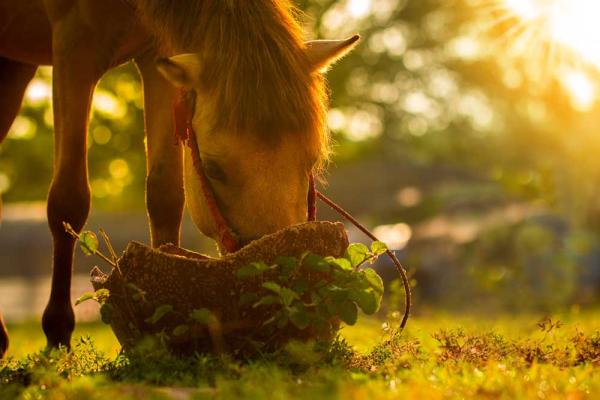 Importancia de la costumbre del caballo en el mundo humano 