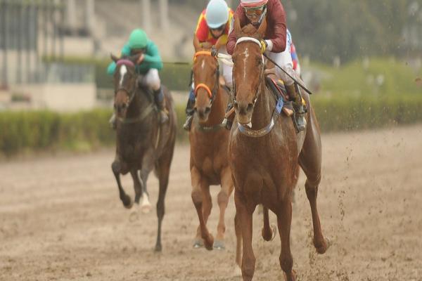 Como Alimentar Un Caballo De Competencia