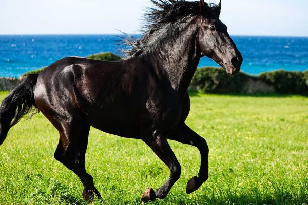 ¿Cómo saltan los caballos?