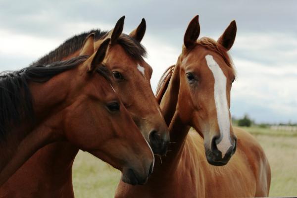 Â¿CÃ³mo se comunican los caballos entre sÃ­?