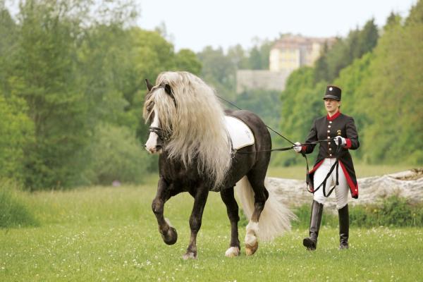 ¿Es el caballo de la selva negra adecuado para usted?