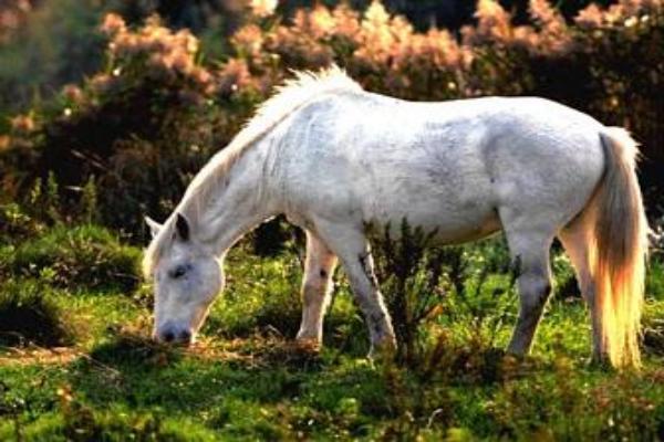 Caballo Solutré