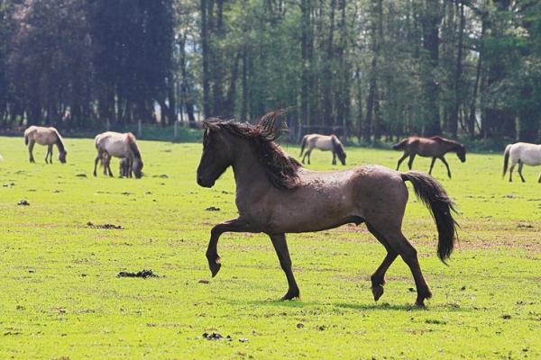¿Cómo viven los ponis de Dulmen?