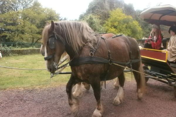 Caballo Freiberger
