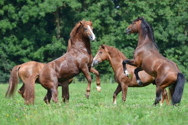 Caballo Freiberger