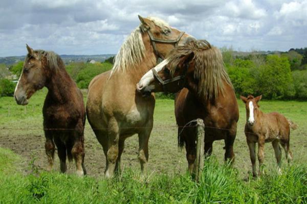 Caballo Bretón