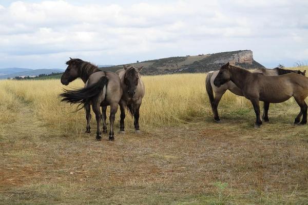 Caballo Freiberger