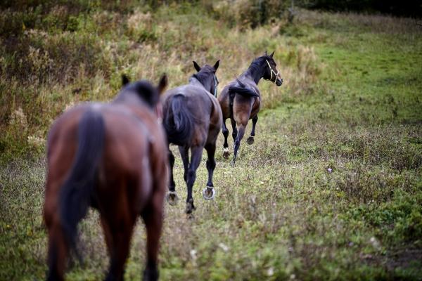 pony senner