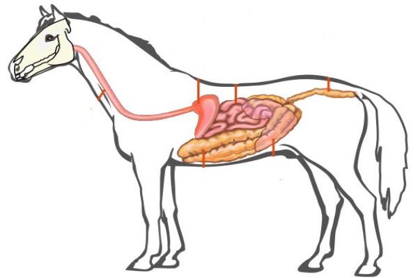 Sistema digestivo del caballo