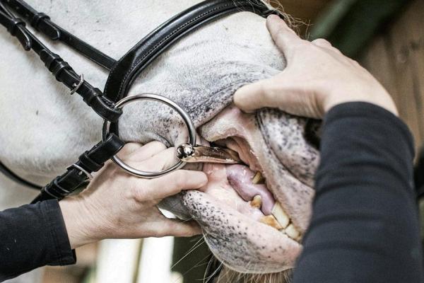 Abscesos dentales en caballos