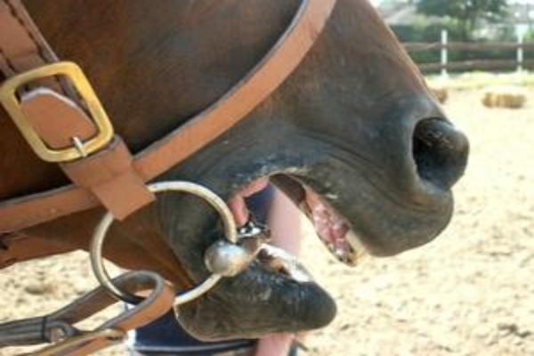 Estomatitis en caballos