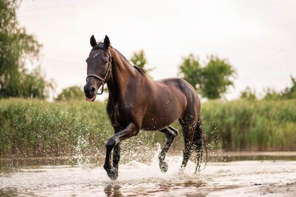 Distancia diaria que recorre un caballo