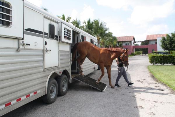 Condiciones para transportar caballos 