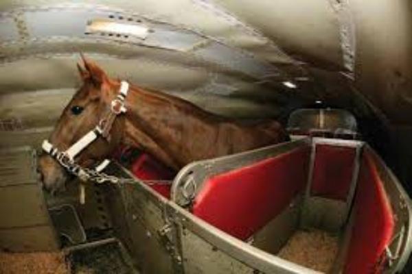 Consejos para el transporte de caballo en avi贸n